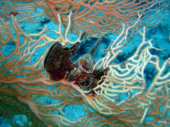 Pteria aegyptiaca