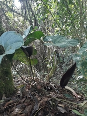 Anthurium caramantae