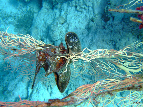 Egyptian Wing Oyster — seen at this dive site
