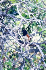 Pipilo maculatus