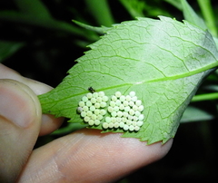 Trissolcus