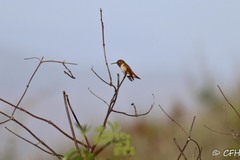 Selasphorus