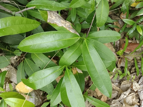 Image of Quassia indica by (c) renjus box, some rights reserved (CC BY)