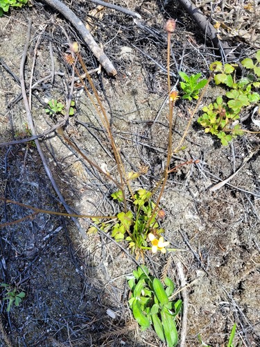 Ranunculus reflexus observed 2024-03-18