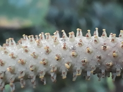 Anthurium caramantae