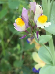 Linaria triphylla