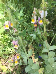 Linaria triphylla