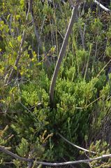Leucadendron corymbosum