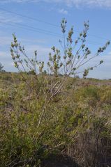 Leucadendron corymbosum