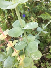Linaria triphylla