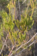 Leucadendron corymbosum