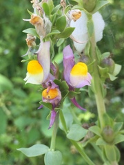 Linaria triphylla