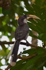 Ocyceros gingalensis