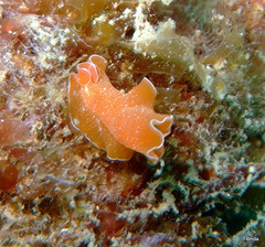 Yungia aurantiaca
