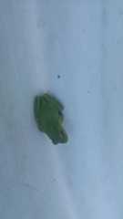 Dendropsophus molitor