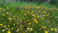 Cotula coronopifolia