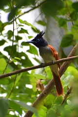 Terpsiphone paradisi ceylonensis