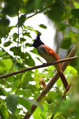 Terpsiphone paradisi ceylonensis