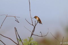 Selasphorus