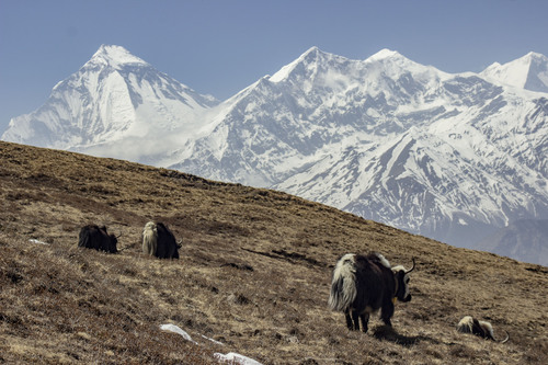 Domestic Yak (Bos grunniens)