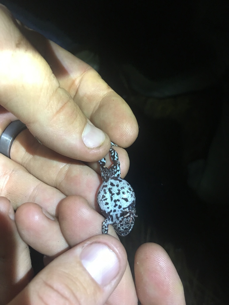 Mahony's Toadlet