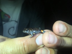Mahony's Toadlet photo 2