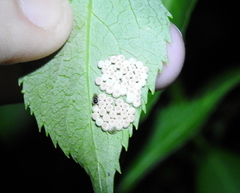 Trissolcus