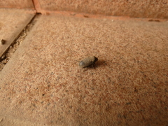 Dermestes