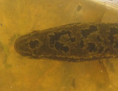 Channa maculata