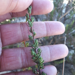 Cliffortia polygonifolia polygonifolia
