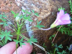 Oxalis bifida