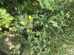 Sonchus oleraceus
