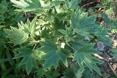 Pelargonium citronellum