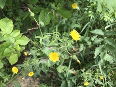 Sonchus oleraceus