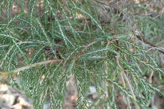 Passerina ericoides
