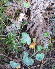 Pelargonium tabulare