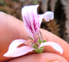 Pelargonium tabulare