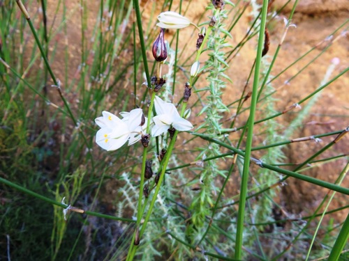 Image of Chlorophytum rigidum by (c) linkie, some rights reserved (CC BY)
