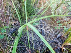 Chlorophytum rigidum