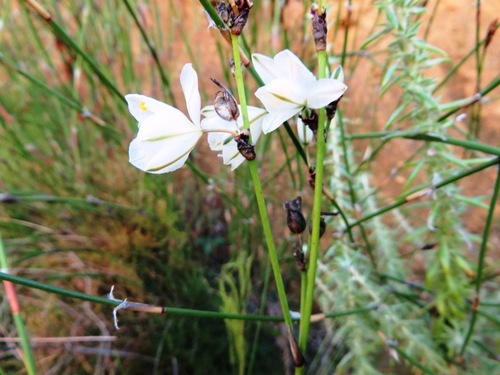 Image of Rigid Green Lily (Chlorophytum rigidum) by (c) linkie, some rights reserved (CC BY)