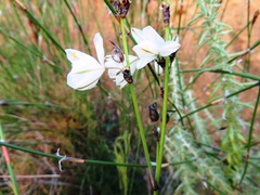 Chlorophytum rigidum