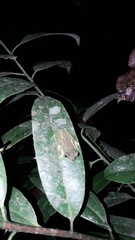 Agalychnis hulli