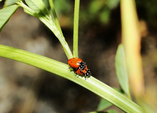 Convergent Lady Beetle, photo 5 of 9