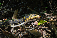 Cuming's Water Monitor photo 1