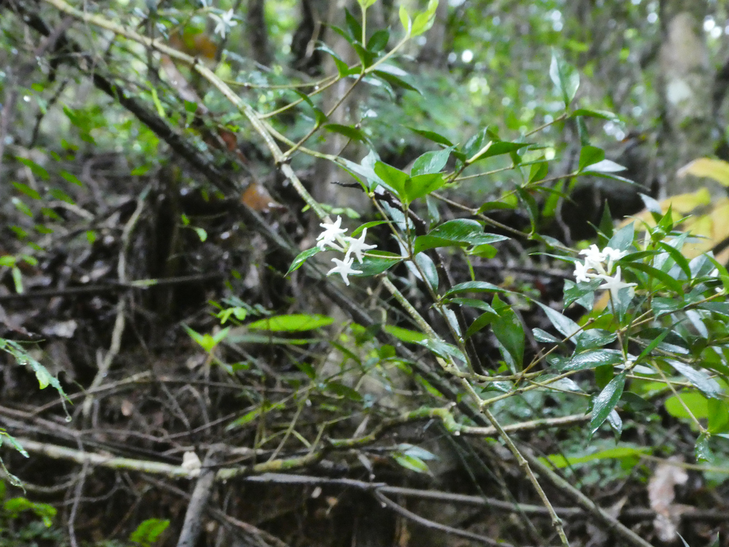 Chain fruit (Alyxia oblongata)