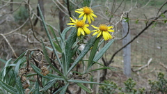 Senecio cinerarioides