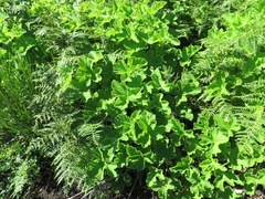 Pelargonium vitifolium