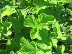 Pelargonium vitifolium