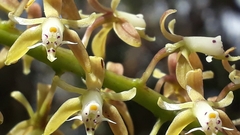 Epidendrum cylindrostachys