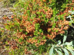 Erica curvirostris